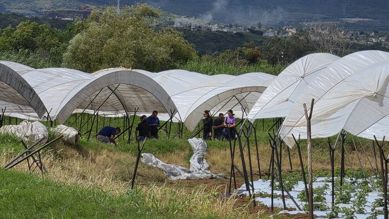 Localizan a pareja ejecutada en zona agrícola de Jacona